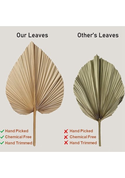4 Parça Doğal Kurutulmuş Palmiye Yaprakları Palmiye Yaprağı Dekoru, Boho Dekoru, Ev Dekorasyonu, Düğün Için Mükemmeldir (Yurt Dışından) fiyatları