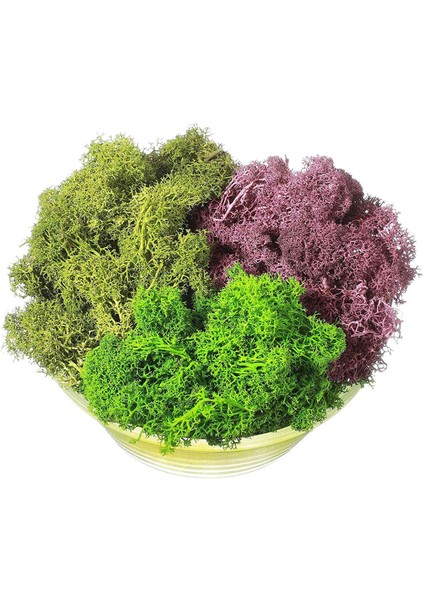 300G Yosun Yeşili Ölümsüz Yapay Dekoratif Yosun Yapay 3 Renkli Karışık Bahçe Kurutulmuş Çiçekler Orman Ispanyol Yosun, C (Yurt Dışından)