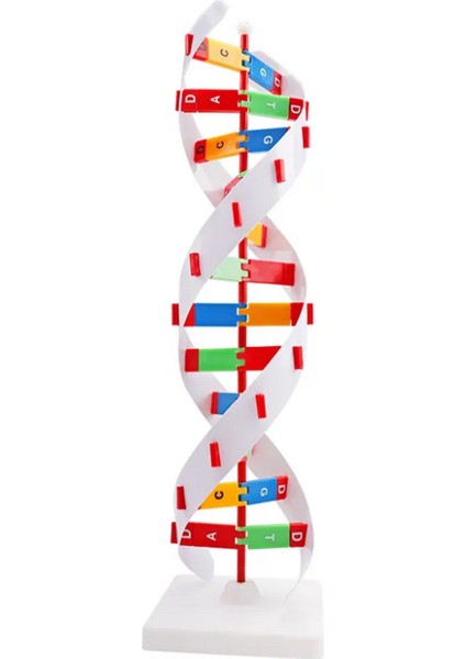 Dna Yapısı Modeli Çift Sarmal Eğitim Için Montajlı