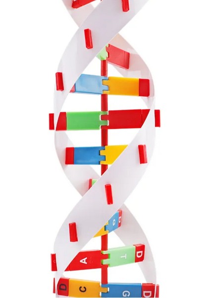 Dna Yapısı Modeli Çift Sarmal Eğitim Için Montajlı