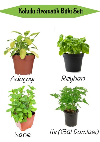 Serada Decor Plant Aromatik Kokulu Mutfak Seti Adaçayı+Reyhan+Nane+Itır Fidesi 4 Adet