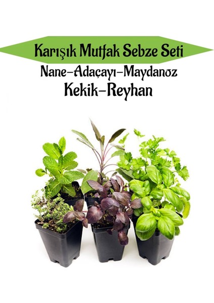 Serada Decor Plant Karışık Mutfak Sebze Seti Nane+Adaçayı+Maydanoz+Kekik+Reyhan Toplam 6 Adet