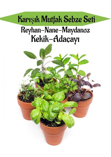 Serada Decor Plant Karışık Mutfak Sebze Seti Reyhan+Nane+Maydanoz+Kekik+Adaçayı+Toplam 6 Adet