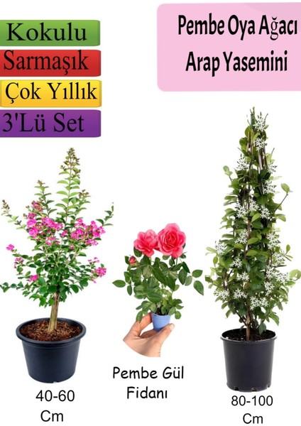 Pembe Oya Ağacı+ Arap Yasemini + Pembe Gül Fidanı Hediyeli