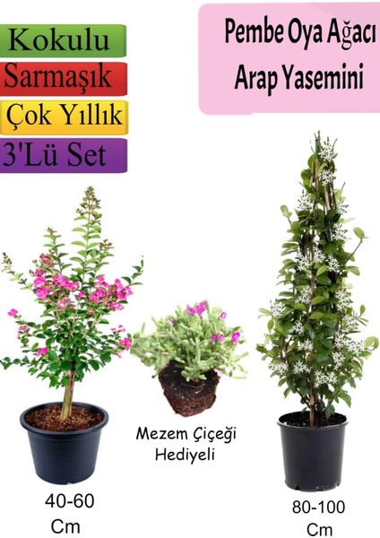 Pembe Oya Ağacı+ Arap Yasemini + Mezem Çiçeği Hediyeli