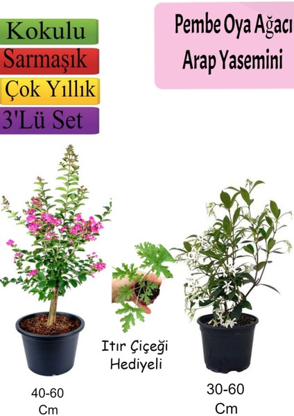 Pembe Oya Ağacı+ Arap Yasemini + Itır Çiçeği Hediyeli