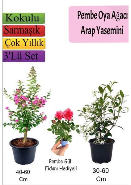 Pembe Oya Ağacı+ Arap Yasemini + Pembe Gül Fidanı Hediyeli