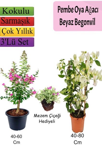 Pembe Oya Ağacı+ Beyaz Begonvil+ Mezem Çiçeği Hediyeli