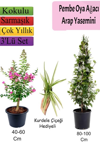 Pembe Oya Ağacı+ Arap Yasemini + Kurdele Çiçeği Hediyeli