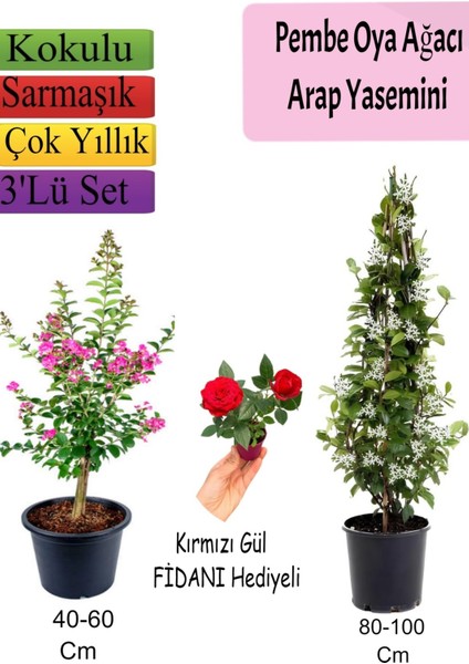 Pembe Oya Ağacı+ Arap Yasemini + Kırmızı Gül Fidanı Hediyeli