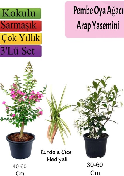 Pembe Oya Ağacı+ Arap Yasemini + Kurdele Çiçeği Hediyeli