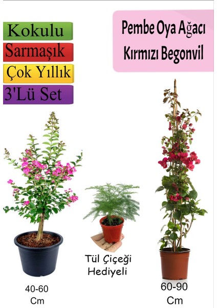 Serada Decor Plant Pembe Oya Ağacı+ Kırmızı  Begonvil+ Tül Çiçeği Hediyeli