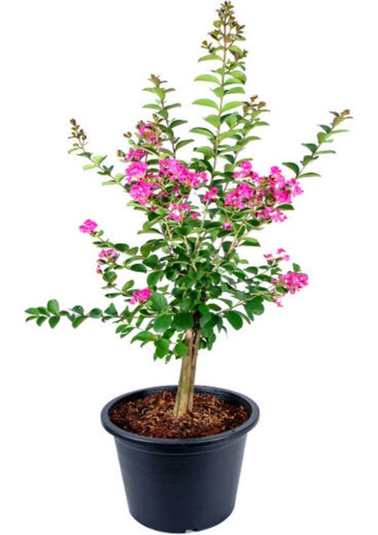 Serada Decor Plant Pembe Oya Ağacı+ Kırmızı  Begonvil+ Tül Çiçeği Hediyeli