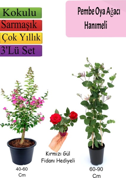 Pembe Oya Ağacı+ Hanımeli Çiçeği+ Kırmızı Gül Fidanı Hediyeli