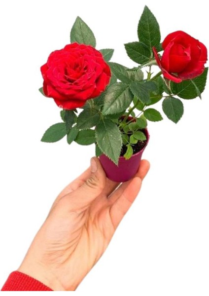 Pembe Oya Ağacı+ Hanımeli Çiçeği+ Kırmızı Gül Fidanı Hediyeli