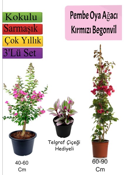 Pembe Oya Ağacı+ Kırmızı Begonvil+ Telgraf Çiçeği Hediyeli