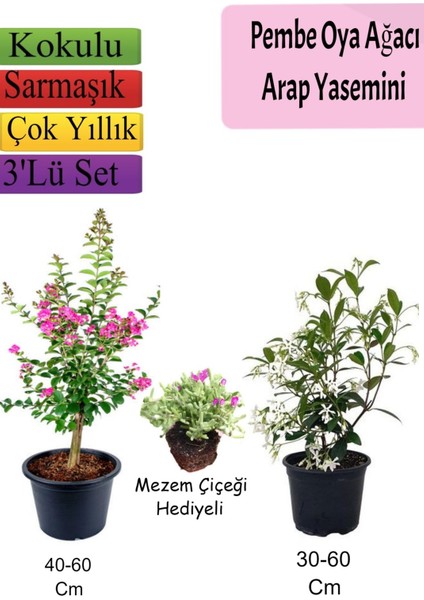 Pembe Oya Ağacı+ Arap Yasemini + Mezem Çiçeği Hediyeli