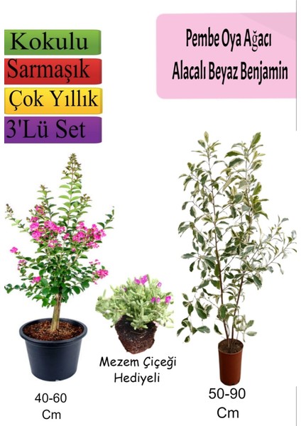 Pembe Oya Ağacı+ Alacalı Beyaz Benjamin+ Mezem Hediyeli
