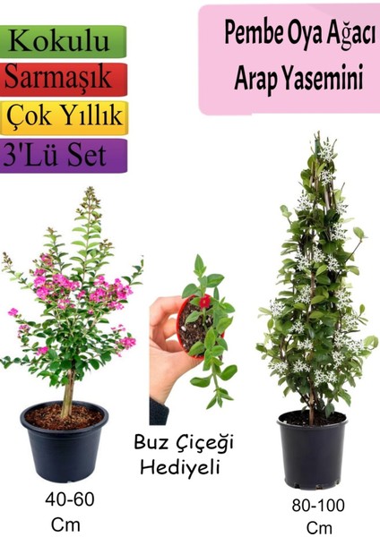 Pembe Oya Ağacı+ Arap Yasemini + Buz Çiçeği Hediyeli