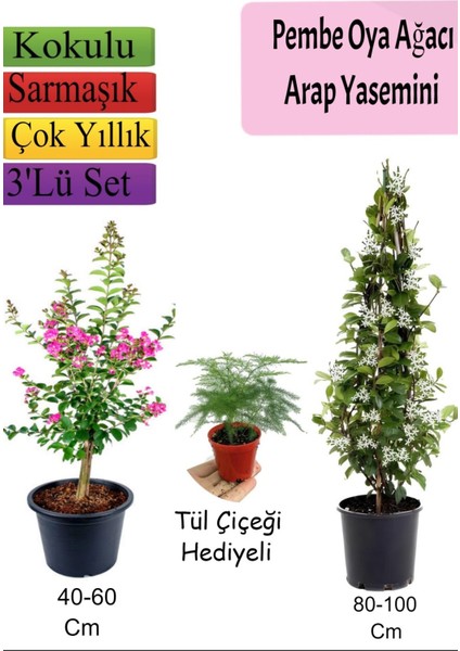 Pembe Oya Ağacı+ Arap Yasemini + Tül Çiçeği Hediyeli