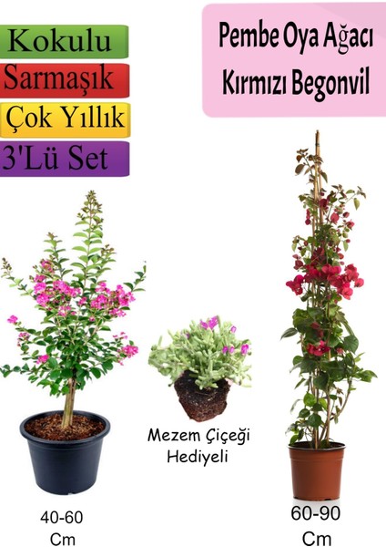 Pembe Oya Ağacı+ Kırmızı Begonvil+ Mezem Çiçeği Hediyeli