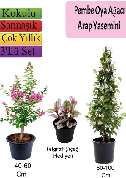 Pembe Oya Ağacı+ Arap Yasemini + Telgraf Çiçeği Hediyeli