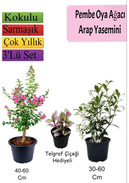 Pembe Oya Ağacı+ Arap Yasemini + Telgraf Çiçeği Hediyeli