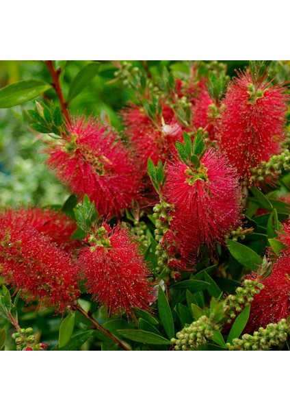 Fidan Sepetim Fırça Çalısı Fidanı - Callistemon Laevis