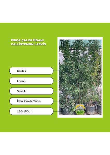 Fidan Sepetim Fırça Çalısı Fidanı - Callistemon Laevis