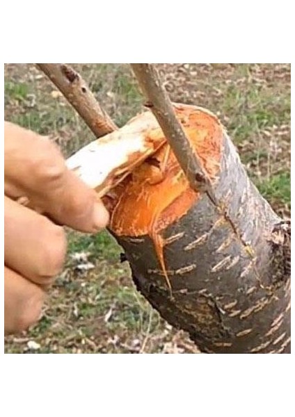 Aşı Macunu Soğuk Uygulanan Budama Macunu Metal Kutuda 250 gr fiyatları
