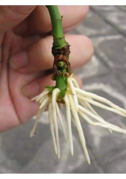 Kolukısa Tarım Sıvı Köklendirme Hormonu, Çelik Köklendirme Hormonu 250 ml