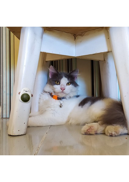 Yapışkanlı Kedi Nanesi Ayıcık 360 Derece Dönen Catnip