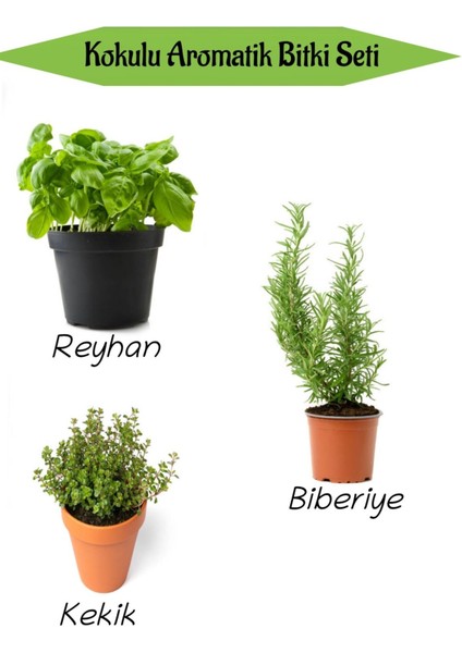 Serada Decor Plant Aromatik Kokulu Mutfak Seti Reyhan+Biberiye Fidanı+Kekik Fidesi 3 Adet