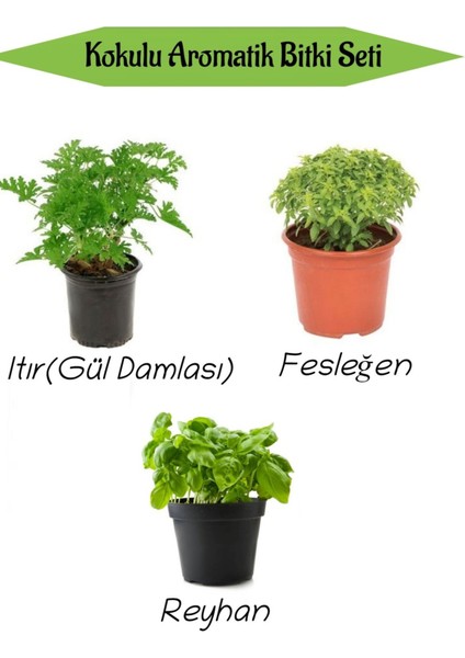 Serada Decor Plant Aromatik Kokulu Mutfak Seti Itır Çiçeği+Fesleğen Fidanı+Reyahan Fidesi 3 Adet