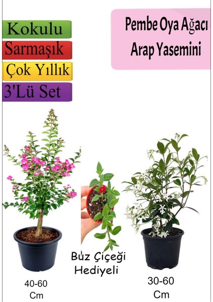 Pembe Oya Ağacı+ Arap Yasemini + Buz Çiçeği Hediyeli