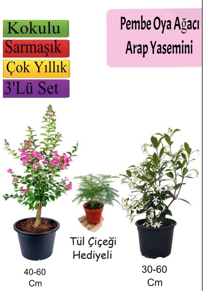 Pembe Oya Ağacı+ Arap Yasemini + Tül Çiçeği Hediyeli