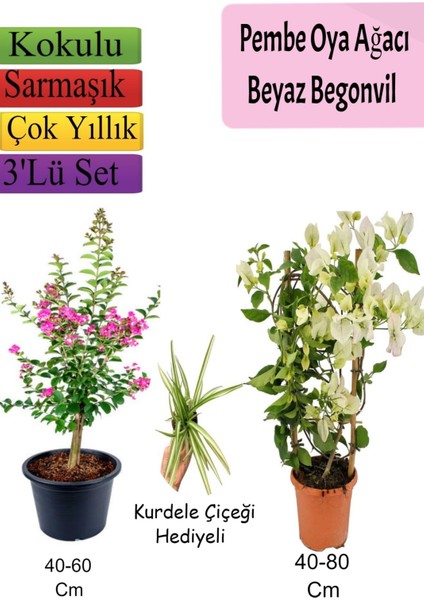 Pembe Oya Ağacı+ Beyaz Begonvil+ Kurdele Çiçeği Hediyeli
