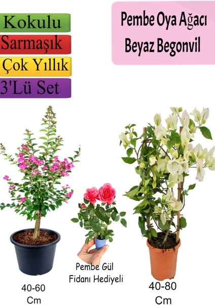 Pembe Oya Ağacı+ Beyaz Begonvil+ Pembe Gül Fidanı Hediyeli