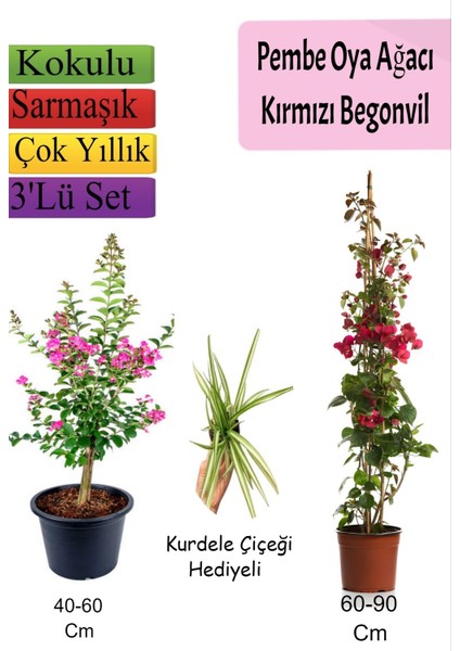 Pembe Oya Ağacı+ Kırmızı Begonvil+ Kurdele Çiçeği Hediyeli