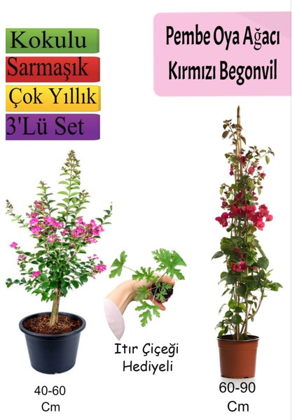 Pembe Oya Ağacı+Kırmızı Begonvil+ Itır Çiçeği Hediyeli