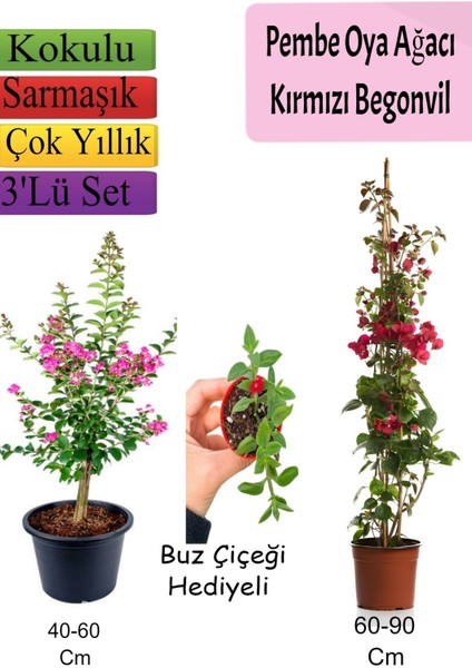 Pembe Oya Ağacı+Kırmızı Begonvil+ Buz Çiçeği Hediyeli