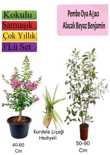 Pembe Oya Ağacı+ Alacalı Beyaz Benjamin+ Kurdele Hediyeli