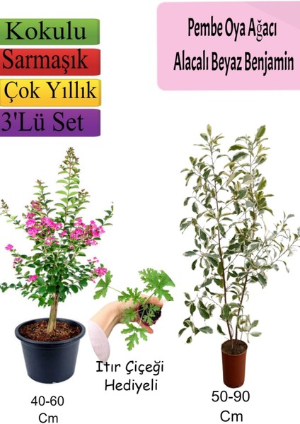 Pembe Oya Ağacı+ Alacalı Beyaz Benjamin+ Itır Hediyeli