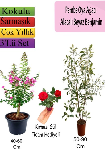 Pembe Oya Ağacı+ Alacalı Beyaz Benjamin+ Kırmızı Gül Fidanı Hediyeli