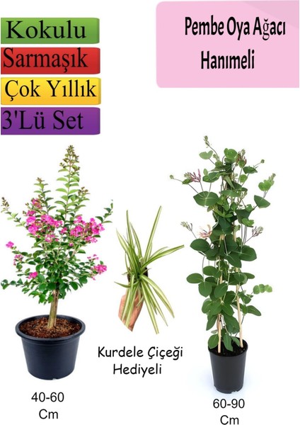 Pembe Oya Ağacı+ Hanımeli Çiçeği+ Kurdele Çiçeği Hediyeli