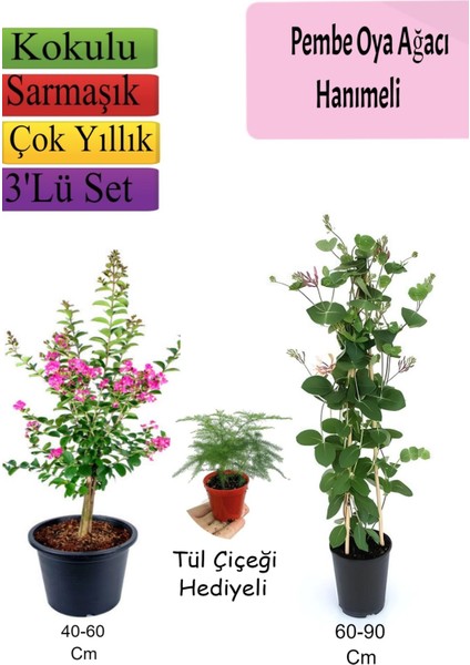 Pembe Oya Ağacı+ Hanımeli Çiçeği+ Tül Çiçeği Hediyeli