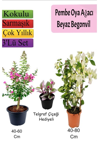 Pembe Oya Ağacı+ Beyaz Begonvil+ Telgraf Çiçeği Hediyeli