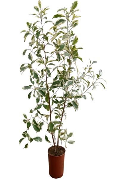 Pembe Oya Ağacı+ Alacalı Beyaz Benjamin+ Telgraf Hediyeli modelleri