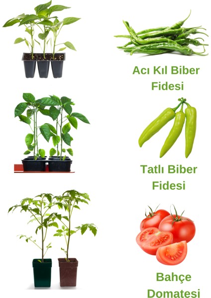 Bahçe Seti Acı Kıl Biber+ Tatlı Biber+ Bahçe Domates Fidesi Toplam 30 Adet Fide
