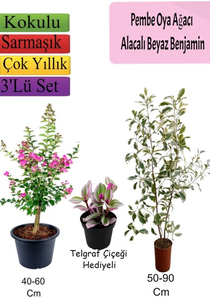 Pembe Oya Ağacı+ Alacalı Beyaz Benjamin+ Telgraf Hediyeli